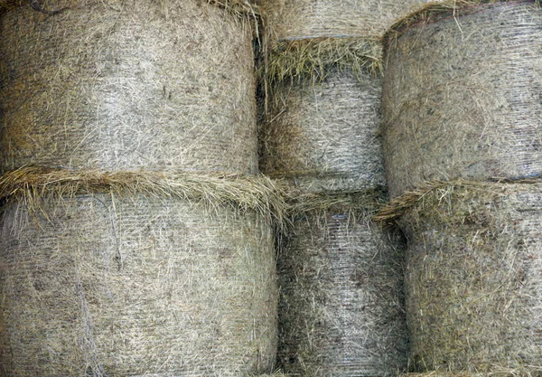 Сарай фермы с большим количеством тюков сена для кормления животных — стоковое фото