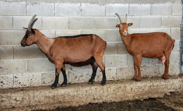 Animal puppies and goats in a fence of a sheepfold of a farm bef — Stock Photo, Image