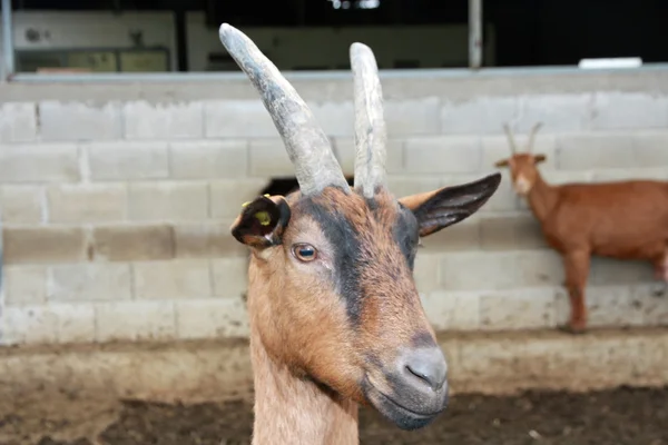 Čenich kozy v plotu salaše farma — Stock fotografie
