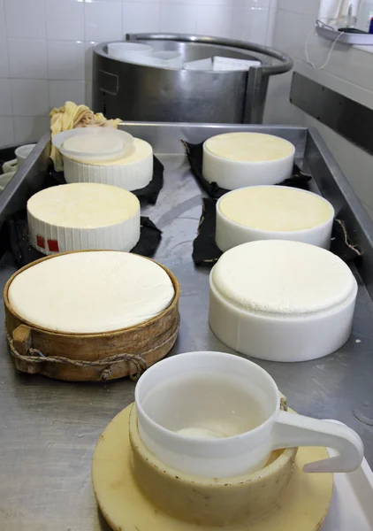 Cheese factory for the production of cheese and fresh caciotta c — Stock Photo, Image