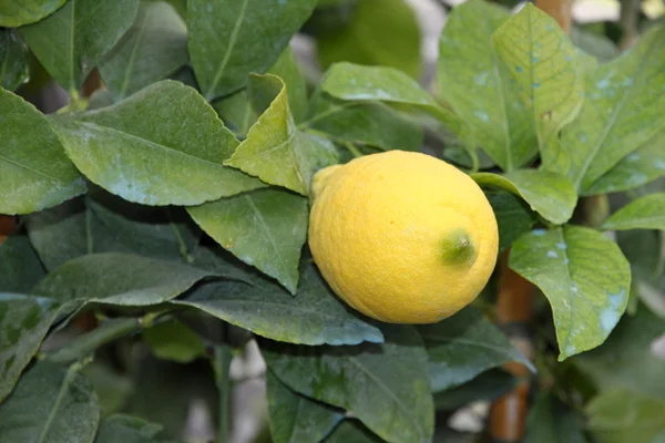 Lemon in a plant with leaves treated with verdigris — Zdjęcie stockowe