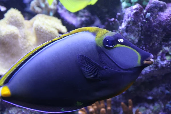 Peces tropicales hermosos y brillantes nadando en un acuario —  Fotos de Stock