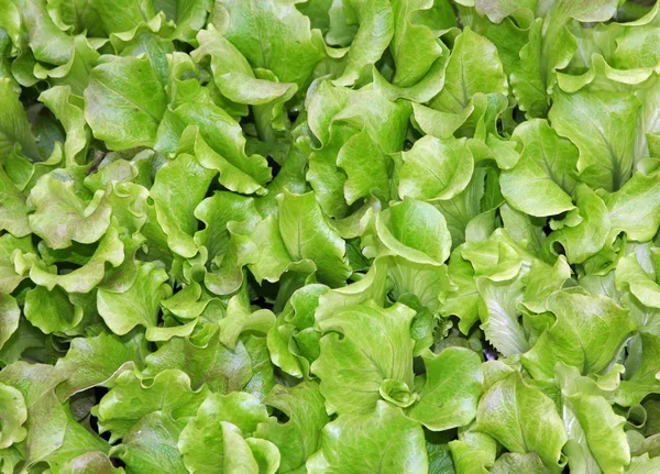 Folhas verdes de alface e caixa de salada para venda no supermercado ma — Fotografia de Stock