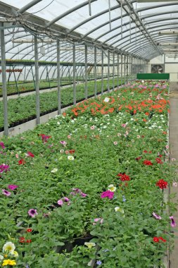çiçekli bitkiler yoğun ekimi için sera ve