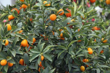 narenciye bitkiler büyüyen portakal ve limon Sicilya