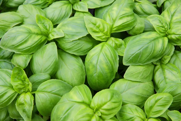 Folhas de manjericão verde pronto para saborear as receitas de cozinha saborosas — Fotografia de Stock