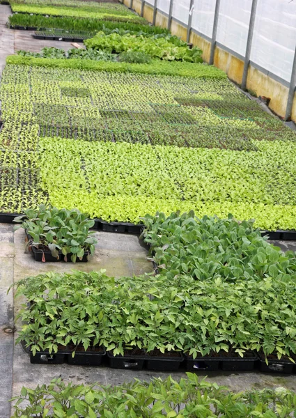 Odling i växthus för plantor att plantera på trädgården — Stockfoto