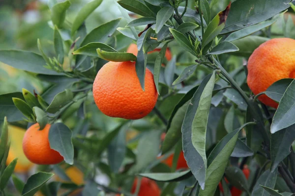 Orange méditerranéenne juteuse accrochée aux arbres fruitiers — Photo