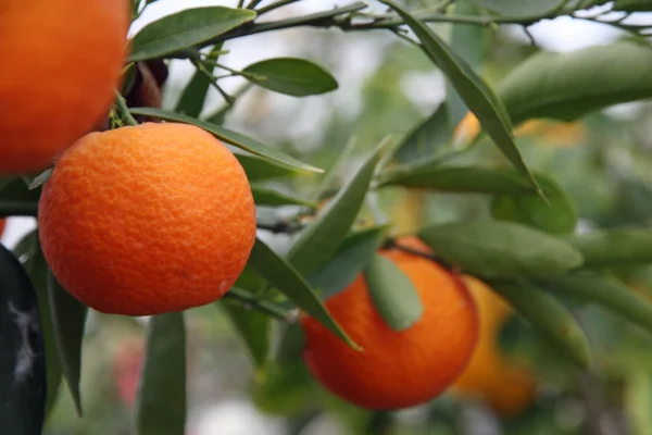 Orange méditerranéenne juteuse accrochée aux arbres fruitiers — Photo