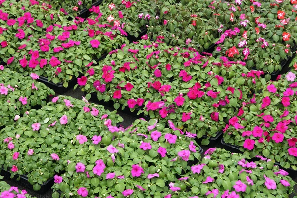 Växthus för intensiv odling av blommande växter och — Stockfoto