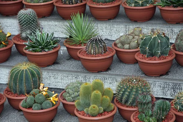 Série de cactos em vaso para venda no mercado de floristas — Fotografia de Stock