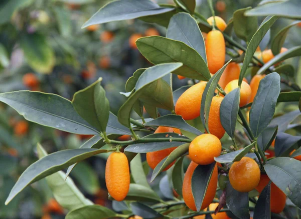 Цитрусовые растения, выращивающие апельсины и лимоны на Сицилии — стоковое фото