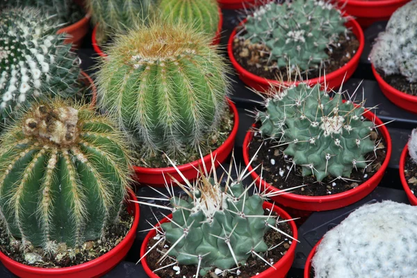 Serie di cactus in vaso in vendita al mercato dei fioristi — Foto Stock