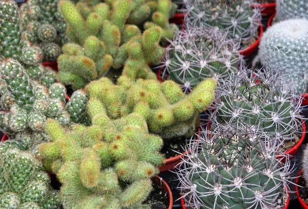 Serie de cactus în ghivece de vânzare la piața florariștilor — Fotografie, imagine de stoc