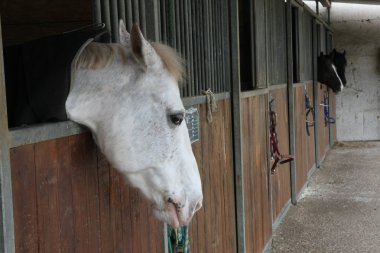 güçlü ATI aygır bir ahır sürme SC muhafaza