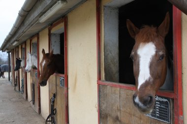 güçlü ATI aygır bir ahır sürme SC muhafaza