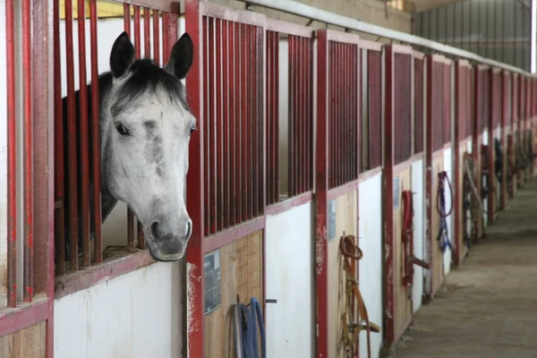 Étalons de cheval dans l'enceinte d'une grange — Photo