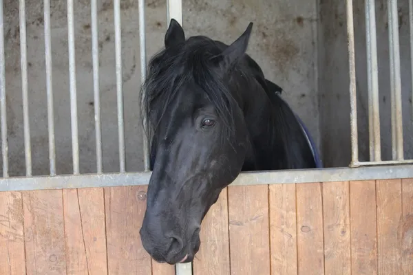 Museau noir d'un cheval qui sort avec sa tête de la ba — Photo