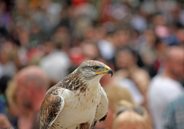 özenli raptor falco denetim situatio bir kalabalık içinde