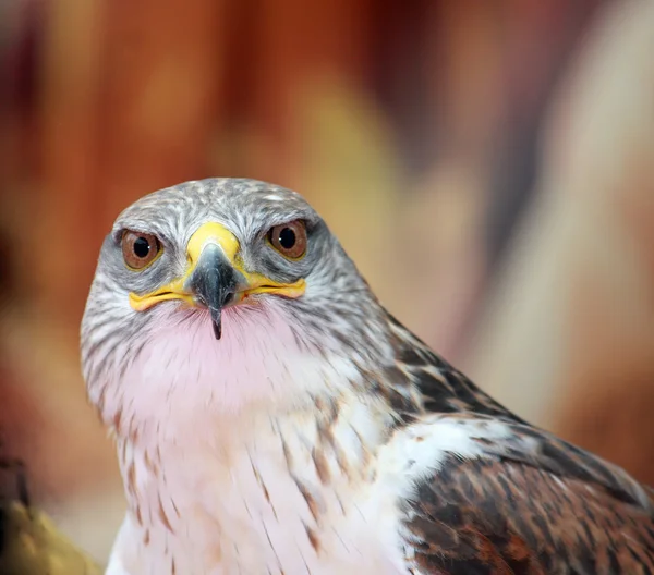 Close-up of a hawk with big eyes that stare at you — Stock Photo, Image