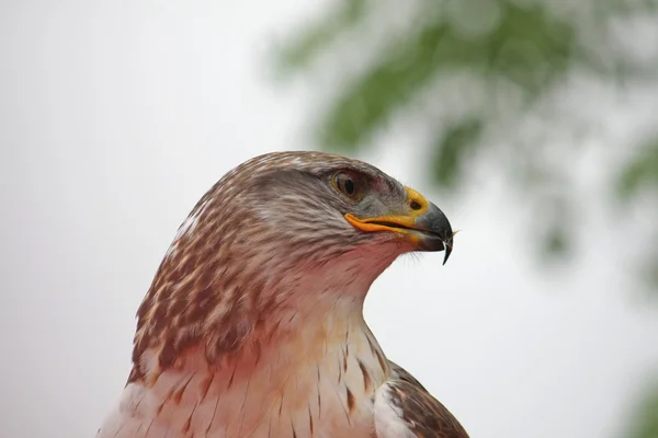 Regard attentif d'un faucon à la recherche d'une proie possible — Photo