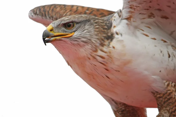 Betande flyg av en vild falcon raptor i naturen — Stockfoto