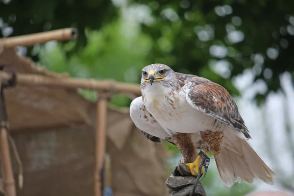 Sguardo attento di un falco alla ricerca di una possibile preda — Foto Stock
