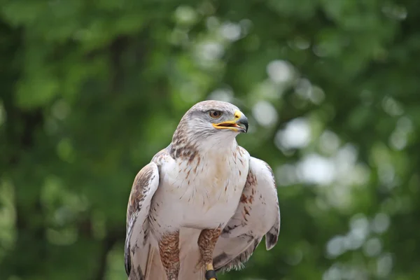 Regard attentif d'un faucon à la recherche d'une proie possible — Photo