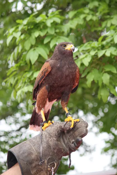 Luva de um bravo Falconer que treina uma poderosa mosca Falcão vírgula — Fotografia de Stock