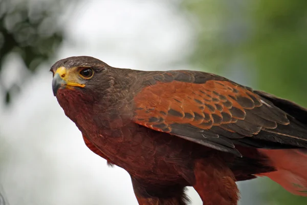 Careful look of a hawk looking for a possible prey — Stock Photo, Image