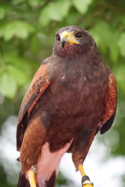 Regard attentif d'un faucon à la recherche d'une proie possible — Photo