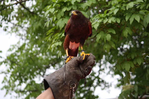 Guanto di un coraggioso Falconiere che allena una possente mosca Falcon virgola — Foto Stock