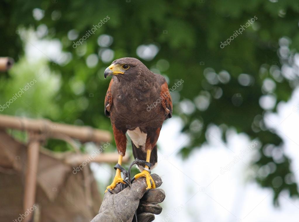 Falconer hawks trainer keeps dangerous prey on the hand