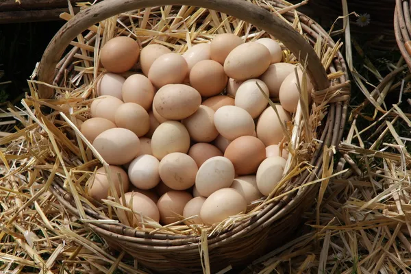 Čerstvá vejce jen položila na postel nadýchané slámy prodávané na místní značka — Stock fotografie