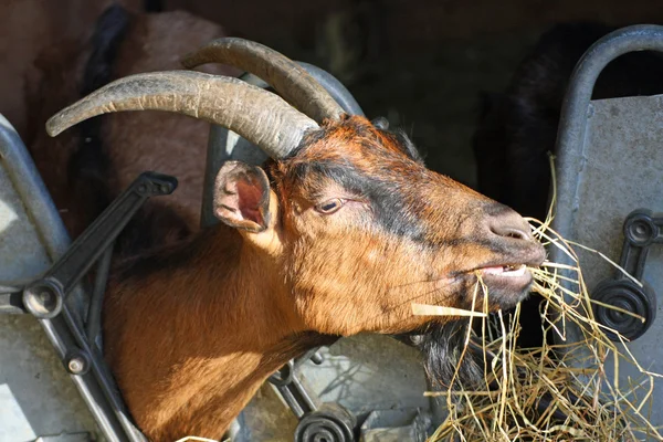 Пока коза ест солому в хлеву — стоковое фото