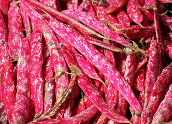 Cascas frescas de feijão Borlotto para venda no balcão do merceeiro — Fotografia de Stock