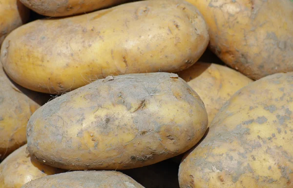 Reife Bergkartoffeln, die von Gemüsehändlern verkauft werden — Stockfoto