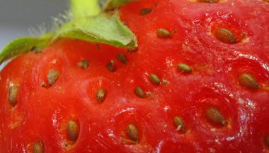 küçük kırmızı çilek tohumları çok yakın gelen vurdu