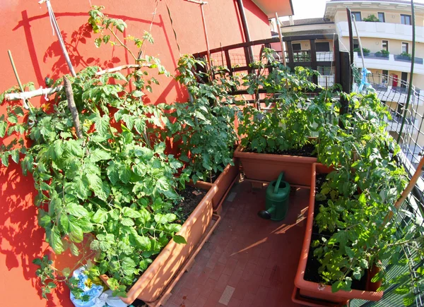 planta de tomate en un jardín en la terraza de una casa