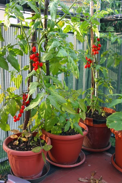 Czerwony klastra pomidor w uprawianych roślin w mieście na balkonie — Zdjęcie stockowe