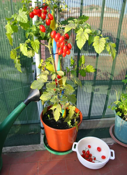 Vase avec plante de tomate et le récipient blanc avec ceux qui ont déjà lu — Photo