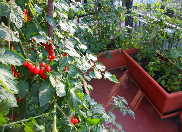 Plantas de tomate com frutas vermelhas cultivadas em uma panela no terraço de um — Fotografia de Stock