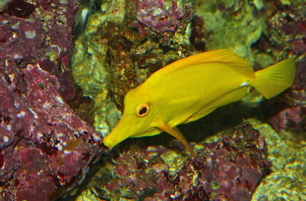 Peces tropicales amarillos y nadar en las aguas cristalinas del mar caliente —  Fotos de Stock
