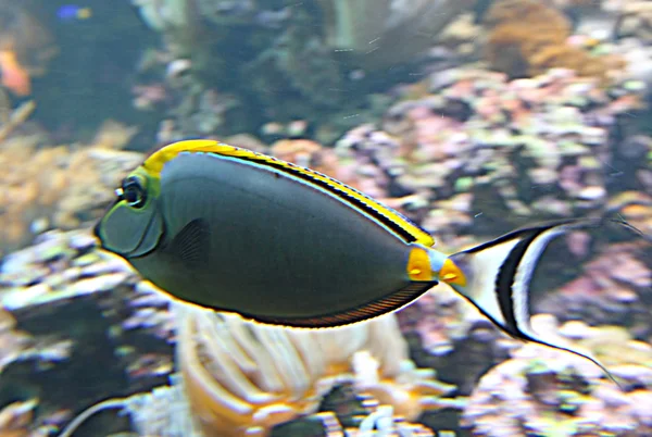 Peces tropicales grises con cola blanca nadando en agua caliente —  Fotos de Stock