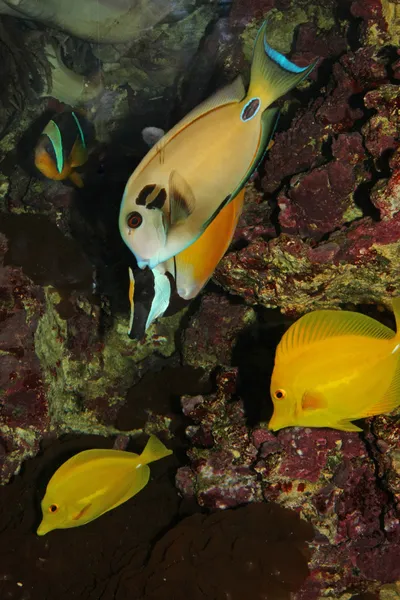 Grupo de peces tropicales mientras nadan en algas y corales de guerra —  Fotos de Stock