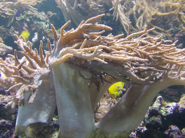 Algas y arrecifes de coral con peces tropicales en los cálidos mares del sur —  Fotos de Stock