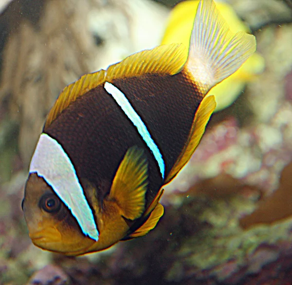 Brown and orange tropical fish with white lines while swimming a — Stock Photo, Image