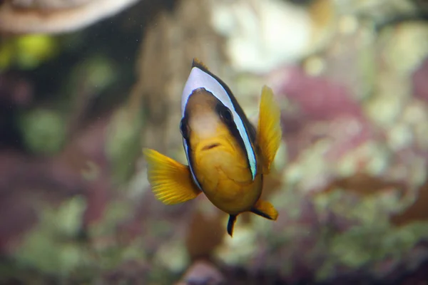 Sulky tropical fish with white lines while swimming among the co — Stock Photo, Image