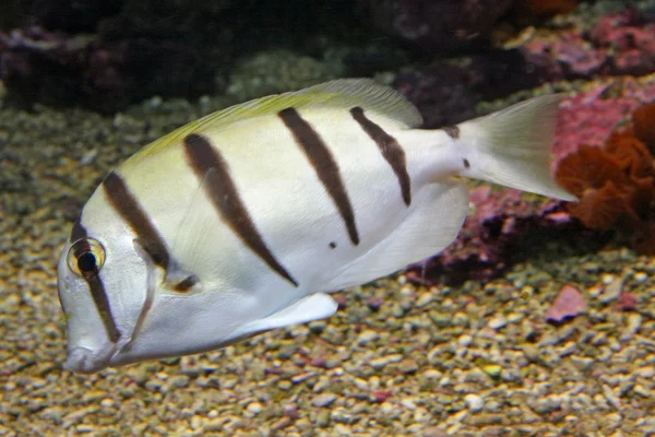 Peces tropicales blancos con líneas negras nadando en agua tibia —  Fotos de Stock