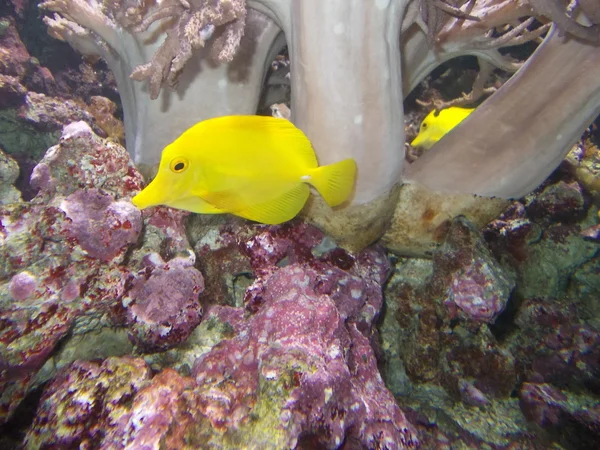 Two yellows tropical fish swim in the clear waters of the Aquari — Stock Photo, Image